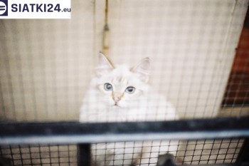 Siatki Świdnik - Zabezpieczenie balkonu siatką - Kocia siatka - bezpieczny kot dla terenów Świdnika